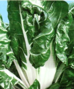 seeds for baby leaf swiss chard white silver 2 seeds production
