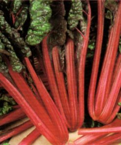 seeds for baby leaf swiss chard rhubharb chard seeds production