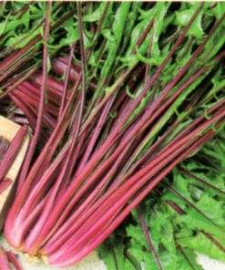 chicory italico seeds for baby leaf production