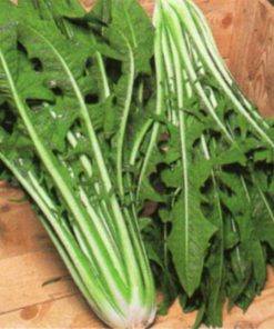 seeds for baby leaf chicory catalogna gigante di chioggia seeds production