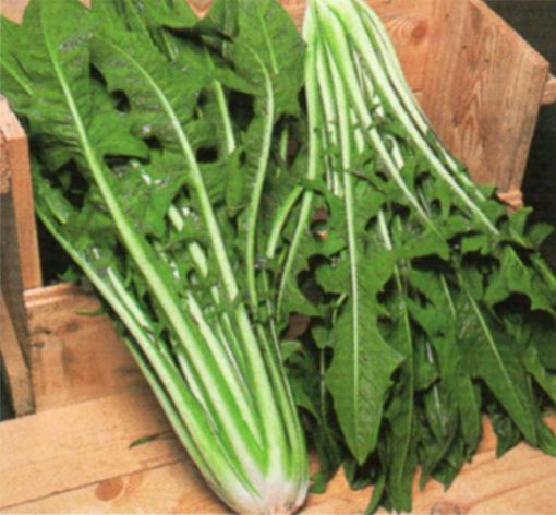 seeds for baby leaf chicory catalogna gigante di chioggia seeds production