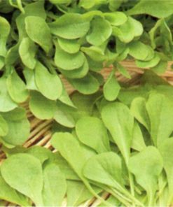 seeds for baby leaf chicory zuccherina di trieste seeds production