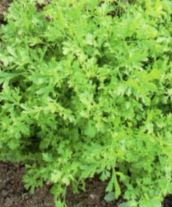 seeds for baby leaf cress common seeds production