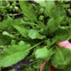 seeds for baby leaf cress large leaved seeds production