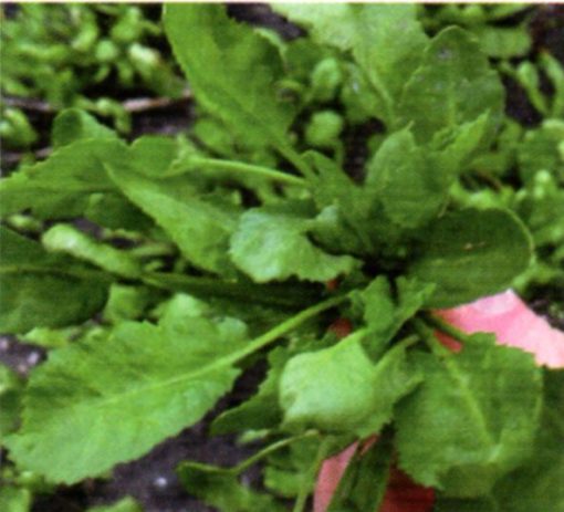 seeds for baby leaf cress large leaved seeds production