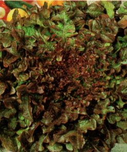 seeds for baby leaf lettuce red salad bowl seeds production