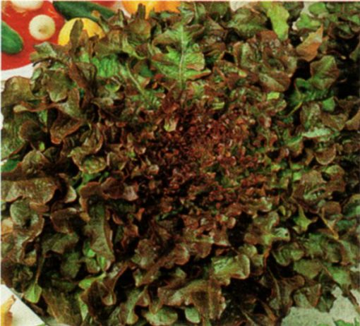 seeds for baby leaf lettuce red salad bowl seeds production