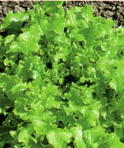 seeds for baby leaf lettuce salad bowl seeds production
