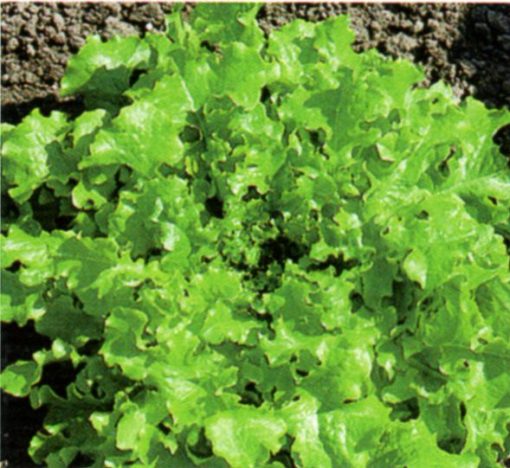 seeds for baby leaf lettuce salad bowl seeds production