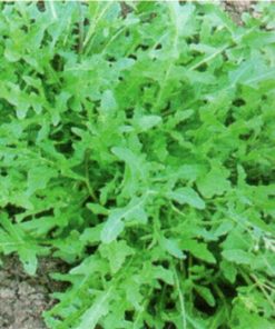 seeds for baby leaf wild rocket indented leaves seeds production