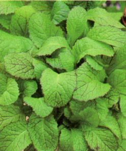 seeds for baby leaf white mustard seeds production