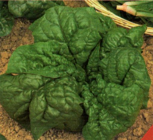 seeds for baby leaf spinach ds 1160 seeds production