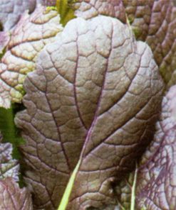 seeds for baby leaf red mustard seeds production