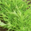 seeds for baby leaf mizuna green seeds production
