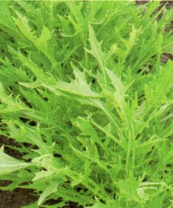 seeds for baby leaf mizuna green seeds production