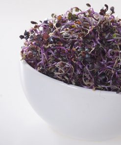 seeds for sprouting red cabbage seeds production