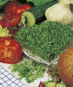 seeds for sprouting chicory seeds production