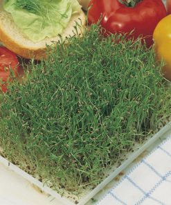 seeds for sprouting carrot seeds production