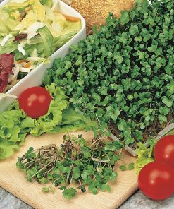 seeds for sprouting rocket cultivated seeds production