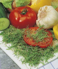 seeds for sprouting fennel seeds production