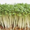 seeds for sprouting cress common seeds production