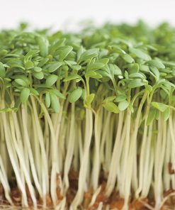 seeds for sprouting cress common seeds production