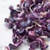 seeds for sprouting red radish red light seeds production