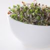 seeds for sprouting white mustard seeds production