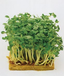 seeds for sprouting black mustard seeds production