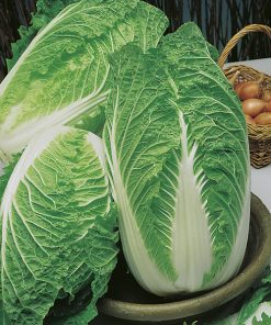 Seeds production Shaori F1 Oriental Brassicas 