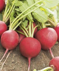 radish sila seeds production