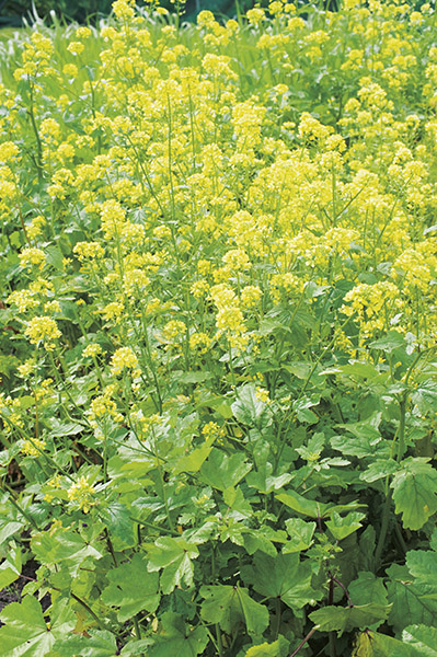 mustard sinapis alba seeds production