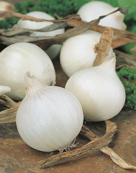 onion white skystar seeds production