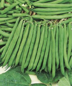 bean slenderette seeds production