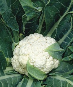 cauliflower snowball x seeds production