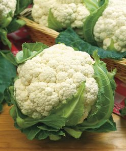 produzione semi cavolfiore snowball y improved