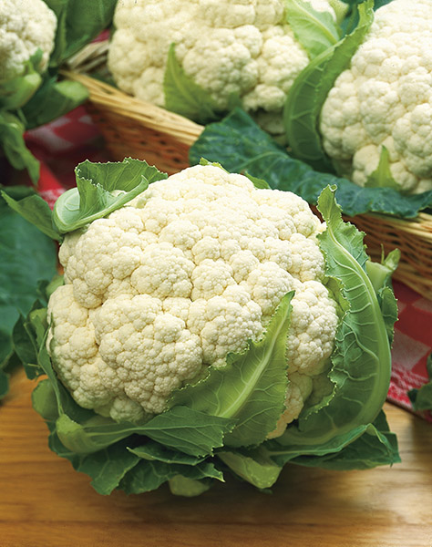 cauliflower snowball y improved seeds production