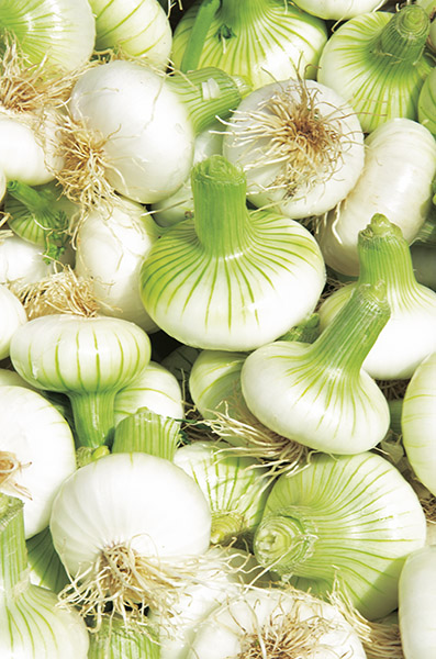 onion white aprilatica seeds production