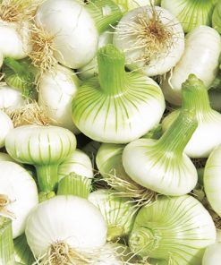 onion white bianca di maggio seeds production
