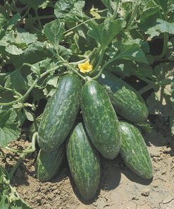 cucumbers from the south italy spuredda leccese verde seeds production