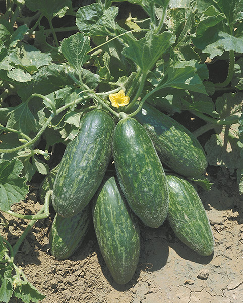 cucumbers from the south italy spuredda leccese verde seeds production