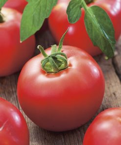 tomato strain b seeds production