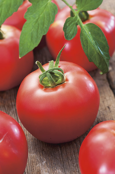 tomato strain b seeds production