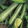 squash striato d'italia seeds production