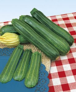 squash striato pugliese seeds production