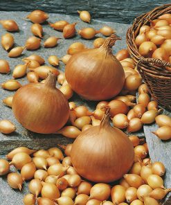 produzione semi cipolla a tunica gialla sturon