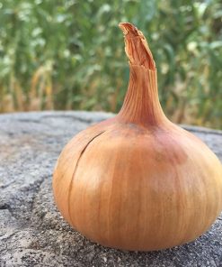 onion yellow stuttgarter riesen seeds production