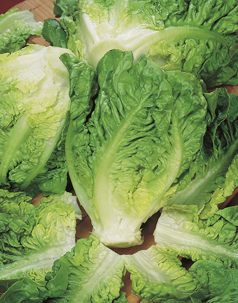 lettuce sucrine seeds production