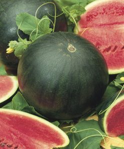 watermelon sugar baby seeds production