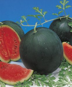 produzione semi anguria sugar top